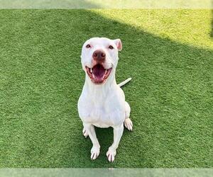 Mutt Dogs for adoption in Orange, CA, USA