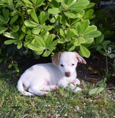Medium Photo #1 Jack Russell Terrier Puppy For Sale in Menifee, CA, USA