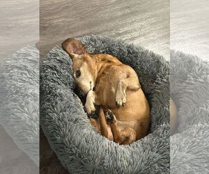 Dachshund Dogs for adoption in Fruitland, SC, USA