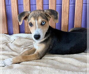 Mutt Dogs for adoption in Genesee, WI, USA