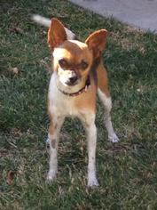 Chihuahua Dogs for adoption in Santa Clarita, CA, USA