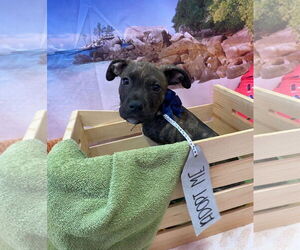 Bullboxer Pit Dogs for adoption in Sanford, FL, USA