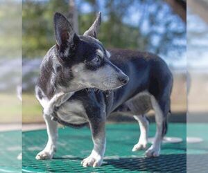 Chihuahua-Unknown Mix Dogs for adoption in Boonton, NJ, USA