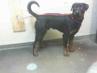 Rottweiler Dogs for adoption in Las Vegas, NV, USA