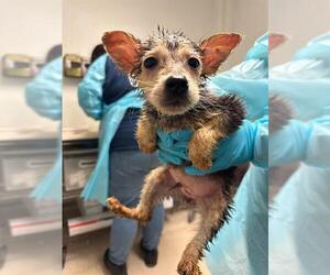 Siberian Husky Dogs for adoption in Bakersfield, CA, USA