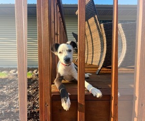 Border Collie-Unknown Mix Dogs for adoption in Sheboygan, WI, USA