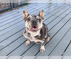 French Bulldog Dogs for adoption in Orange, CA, USA