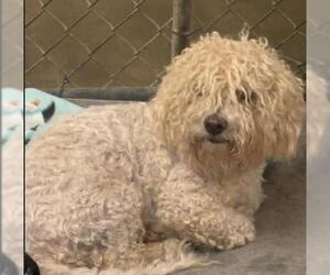 Poochon Dogs for adoption in San Martin, CA, USA