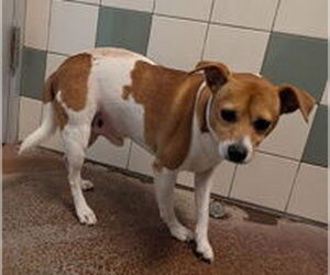 Rat Terrier Dogs for adoption in Salinas, CA, USA