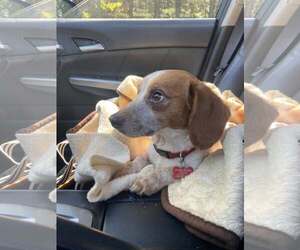 Beagle-Unknown Mix Dogs for adoption in Atlanta, GA, USA