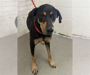 Doberman Pinscher-Unknown Mix Dogs for adoption in San Bernardino, CA, USA