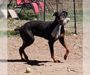 Doberman Pinscher Dogs for adoption in Peralta, NM, USA