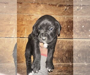 Labradoodle Dogs for adoption in Mouth Of Wilson, VA, USA