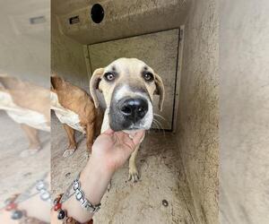 Anatolian Shepherd-Unknown Mix Dogs for adoption in Oklahoma City, OK, USA