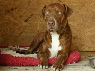 American Pit Bull Terrier-Labrador Retriever Mix Dogs for adoption in Hankamer, TX, USA