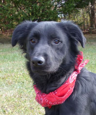 Mutt Dogs for adoption in Mocksville, NC, USA