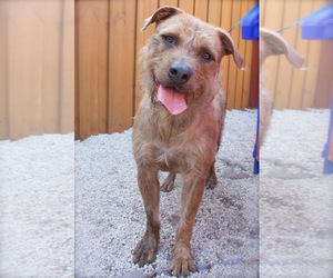Irish Wolfhound-Unknown Mix Dogs for adoption in Davie, FL, USA