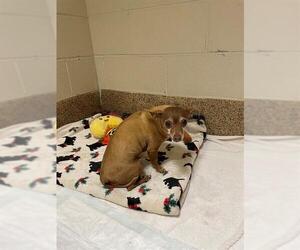 Chihuahua Dogs for adoption in Springfield, MA, USA