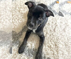 Mutt Dogs for adoption in pomfret, CT, USA