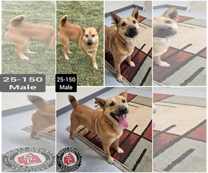 Carolina Dog-Unknown Mix Dogs for adoption in Georgetown, KY, USA