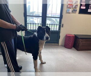 Great Pyrenees-Unknown Mix Dogs for adoption in Pasadena, CA, USA