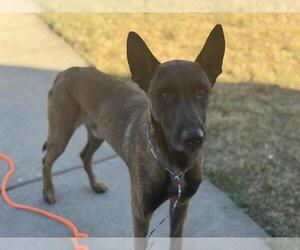 Mutt Dogs for adoption in Tulsa, OK, USA