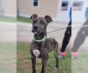 Boxador Dogs for adoption in Orangeburg, SC, USA