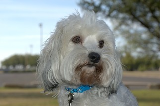 Havanese Dogs for adoption in Abilene, TX, USA