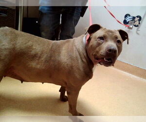 Mutt Dogs for adoption in Martinez, CA, USA