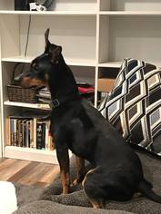 Miniature Pinscher Dogs for adoption in Los Banos, CA, USA