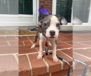 Mutt Dogs for adoption in Rockville, MD, USA