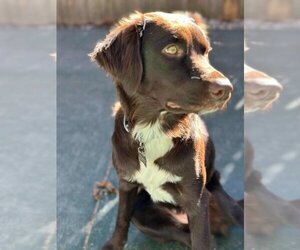 Australian Shepherd-Chesapeake Bay Retriever Mix Dogs for adoption in Scottsboro, AL, USA