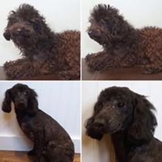 Poodle (Miniature) Dogs for adoption in Perry, NY, USA