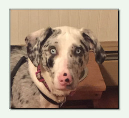 Catahoula Leopard Dog Dogs for adoption in Wakefield, RI, USA