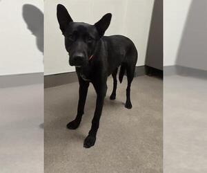 German Shepherd Dog-Unknown Mix Dogs for adoption in HESPERIA, CA, USA