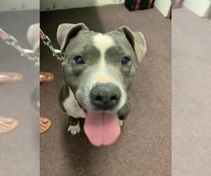 American Staffordshire Terrier Dogs for adoption in Bedford, VA, USA