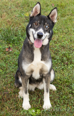 Medium Photo #1 Siberian Husky-Unknown Mix Puppy For Sale in Alpharetta, GA, USA