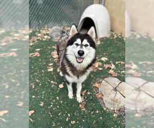 - Mix Dogs for adoption in Chula Vista, CA, USA