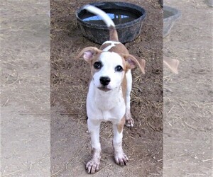Bea-Tzu Dogs for adoption in San Tan Valley, AZ, USA