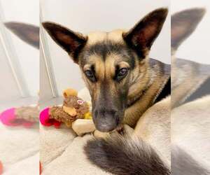 German Shepherd Dog-Unknown Mix Dogs for adoption in Elk Grove, CA, USA