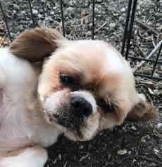 Shih Tzu Dogs for adoption in FAIRLAWN, OH, USA