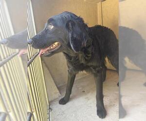 Mutt Dogs for adoption in Oklahoma City, OK, USA