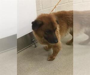 Chow Chow Dogs for adoption in Vero Beach, FL, USA
