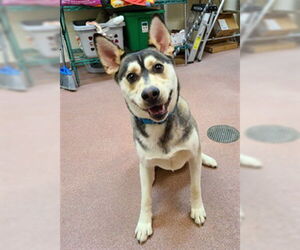 Siberian Husky Dogs for adoption in Ogden, UT, USA