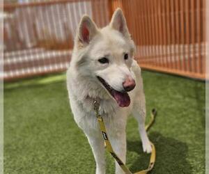 German Shepherd Dog-Unknown Mix Dogs for adoption in Las Vegas, NV, USA