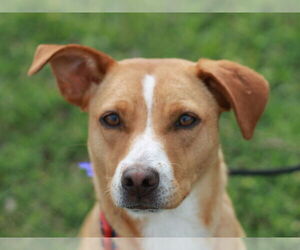 Feist Terrier-Mountain Cur Mix Dogs for adoption in Cookeville, TN, USA