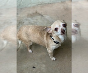Chihuahua Dogs for adoption in San Angelo, TX, USA