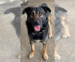 German Shepherd Dog-Unknown Mix Dogs for adoption in Riverside, CA, USA