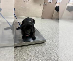 Medium Photo #2 Labrador Retriever-Unknown Mix Puppy For Sale in Conroe, TX, USA