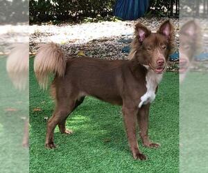 Sheprador Dogs for adoption in Fort Lauderdale, FL, USA